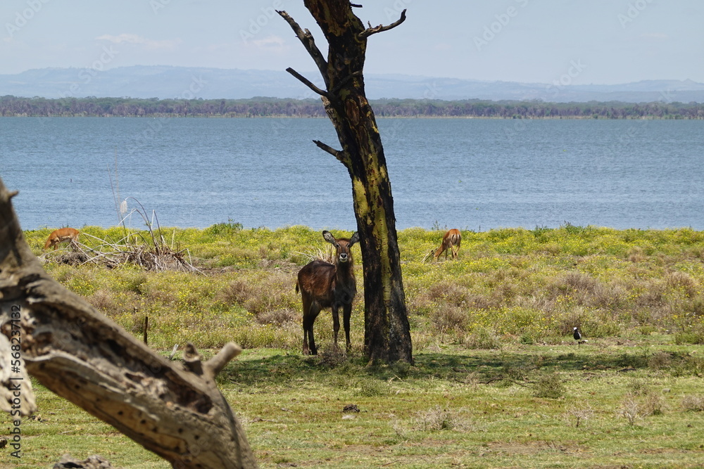 Kenya - Lake Naivasha - Crescent Island - Waterbuck