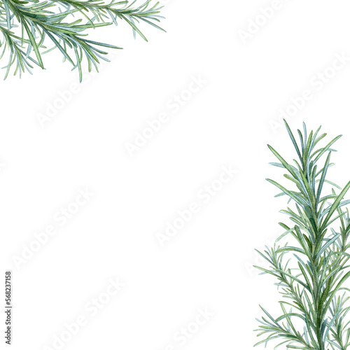 Rosemary  hand drawing  spice seasoning branch. Illustration for package design.