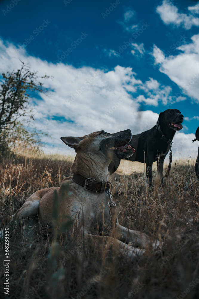 Zwei Hunde im Feld Zwei Hunde im Feld
