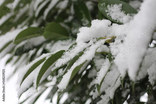 Green leaves covered with a thick layer of snow