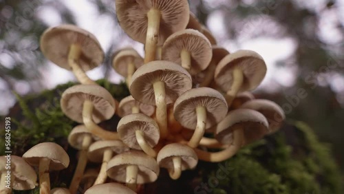 Wallpaper Mural Underside of mushrooms on a branch Torontodigital.ca