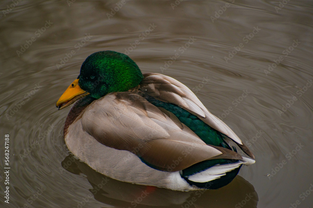 Obraz premium sleeping duck