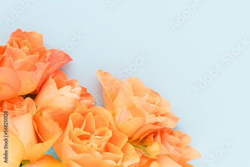 Bouquet of orange roses on blue background. Greeting card, copy space
