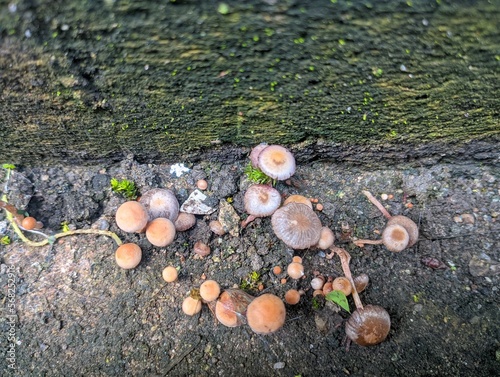 Dung-loving Psilocybe Deconica coprophila growing in a wild environment photo