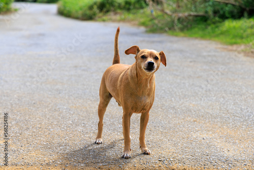 田舎の道で出会った人懐こい茶色い犬