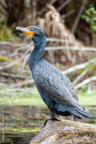 Cormorant perched on log by river