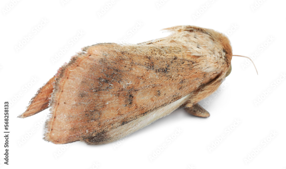 Fototapeta premium Single corn earworm moth isolated on white