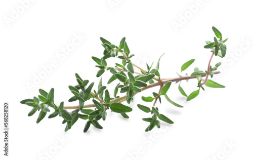 Fresh green thyme sprig isolated on white © New Africa