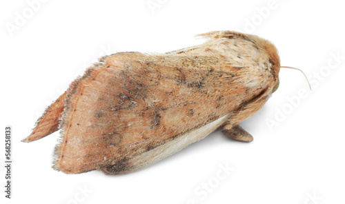 Single corn earworm moth isolated on white photo