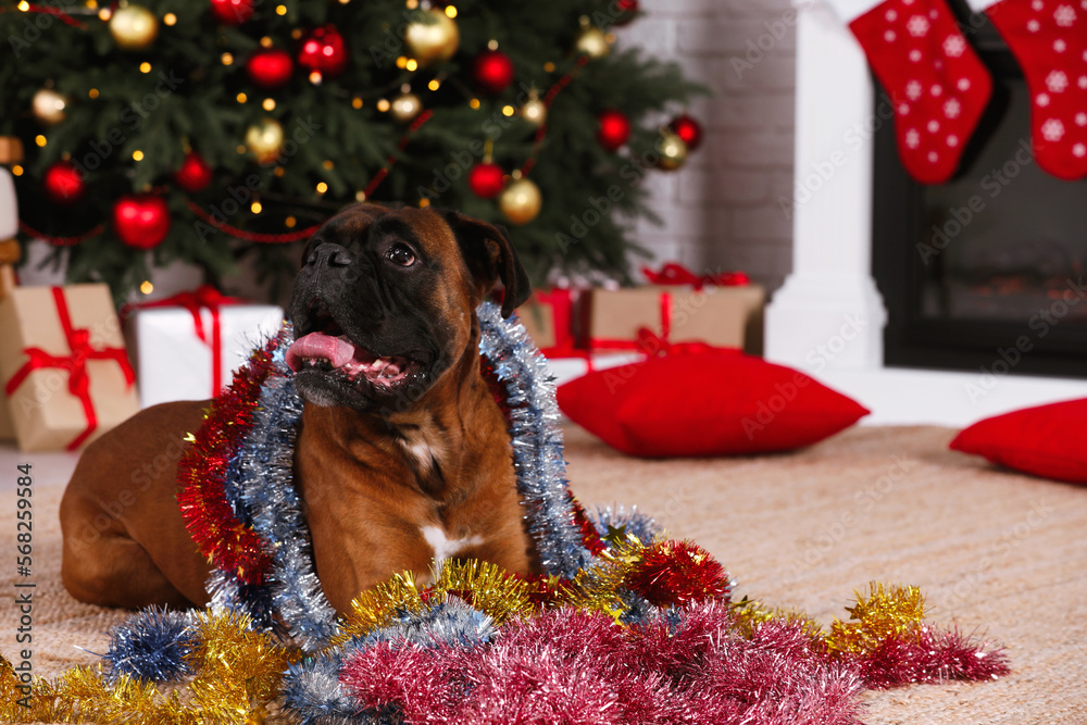 Cute dog with colorful tinsels in room decorated for Christmas