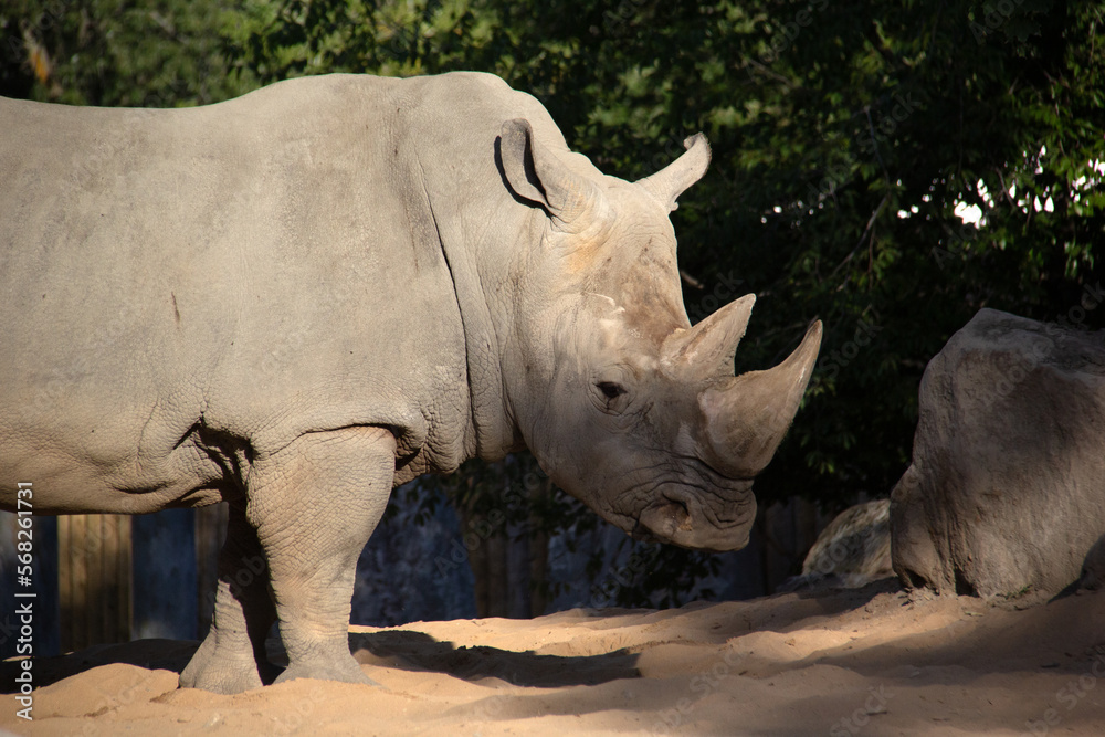 Obraz premium Portrait of a rhinoceros standing on sand