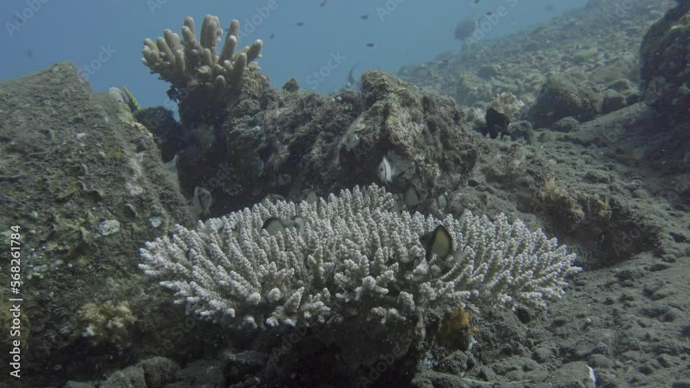 Branched coral growing on the slope of the rocky bottom of the sea