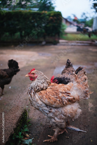 Abstract Defocused Blurred Background Close up photo of chickens scattered in the garden in front of a house in the Cikancung area - Indonesia. Not Focus © Adam
