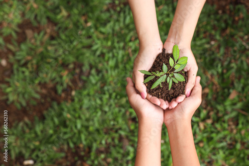 Two hands holding together a green young plant over the green grass. Earth day concept with copy space. 