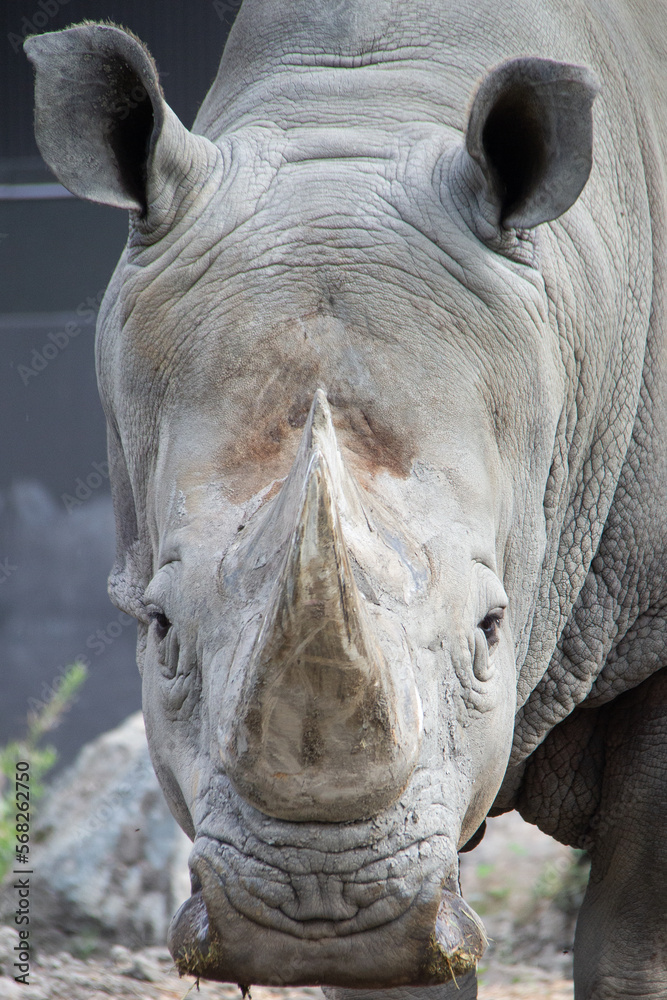 Fototapeta premium Portrait of a rhinoceros standing on sand