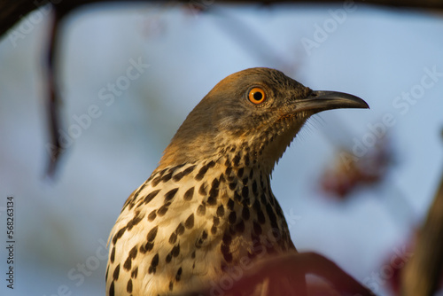 Long-billed Thrasher very close. photo