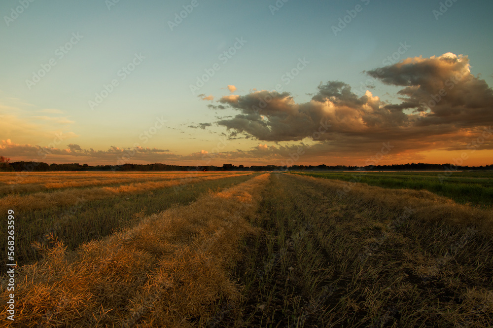 Fototapeta premium Country road and fields with leading lines, horizon and copy space at sunrise or sunset.