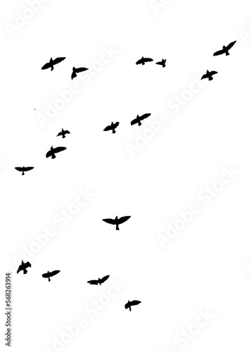 Black vector flying birds flock silhouettes isolated on white background © Borhan