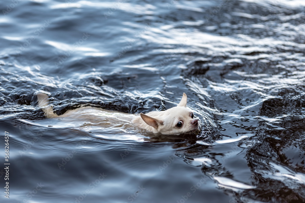 Fototapeta premium Funny white chihuahua dog swimming in blue water at nature. Copy space