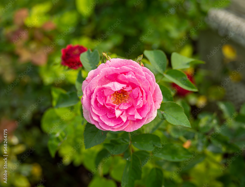 Blooming pink rose wet with dew or raindrops (rosa), blurred natural green background. Blooming pink rose wet with dew or raindrops (rosa), blurred natural green background.