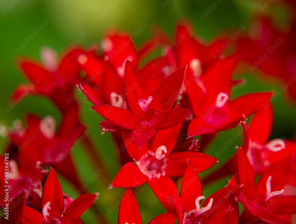 close up of red flower close up of red flower
