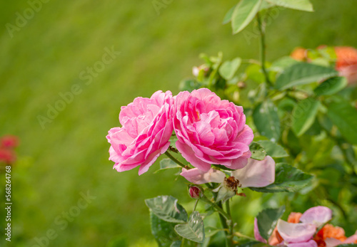 Blooming pink rose wet with dew or raindrops  rosa   blurred natural green background.
