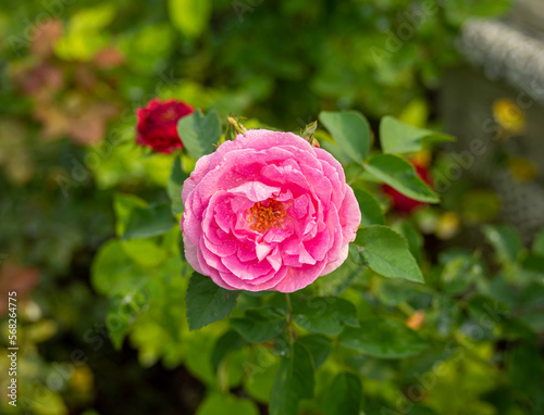 Blooming pink rose wet with dew or raindrops  rosa   blurred natural green background.