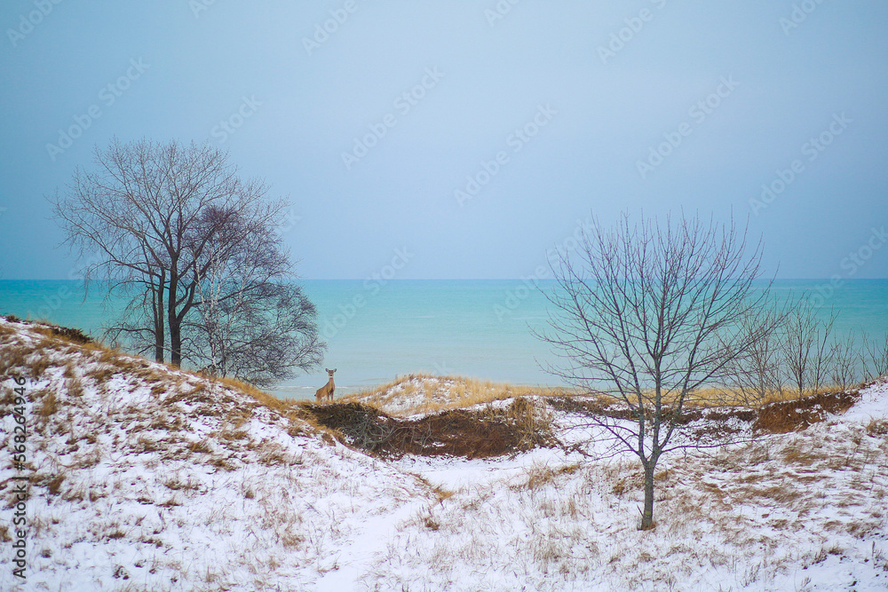 deer in the snow on lake Michigan shore deer in the snow on lake Michigan shore