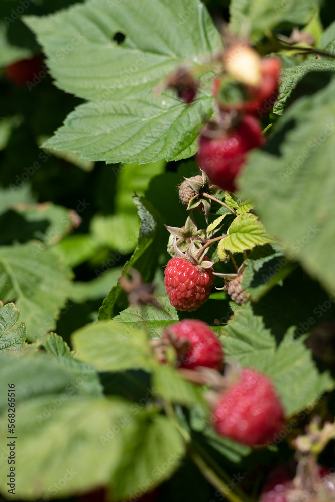 ripe raspberries ripe raspberries