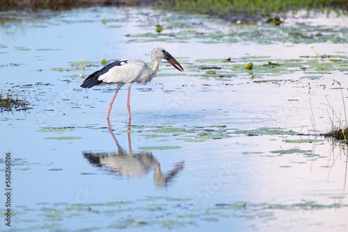 Asian Openbill Stork (Anastomus oscitans), walking in shallow water hunting for food, Zejozob Asijský