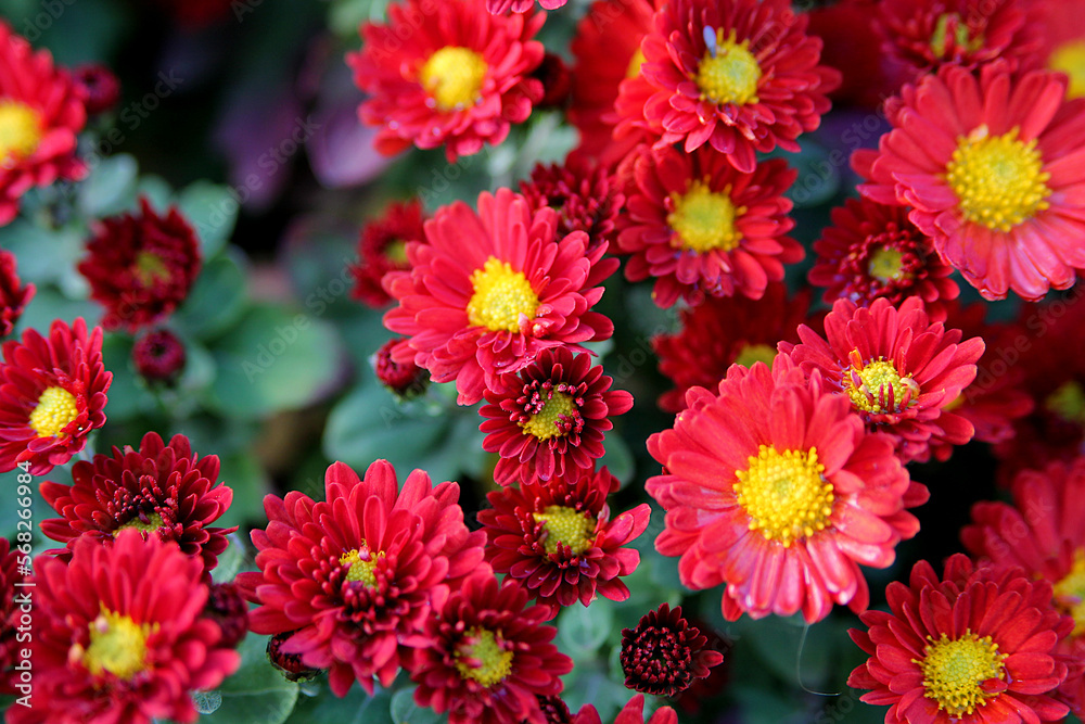 Red asters in the garden. Red flowers background image.Autumn garden Red asters in the garden. Red flowers background image.Autumn garden