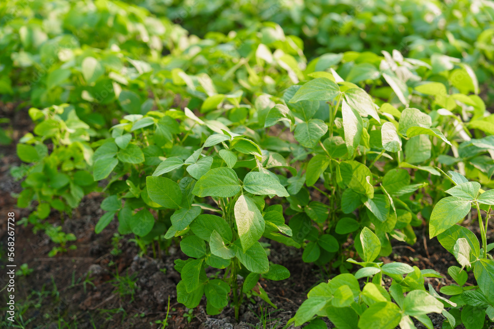 Green edamame field. In the field. Agricultural plot. Agriculture concept. Soya soybean Green edamame field. In the field. Agricultural plot. Agriculture concept. Soya soybean