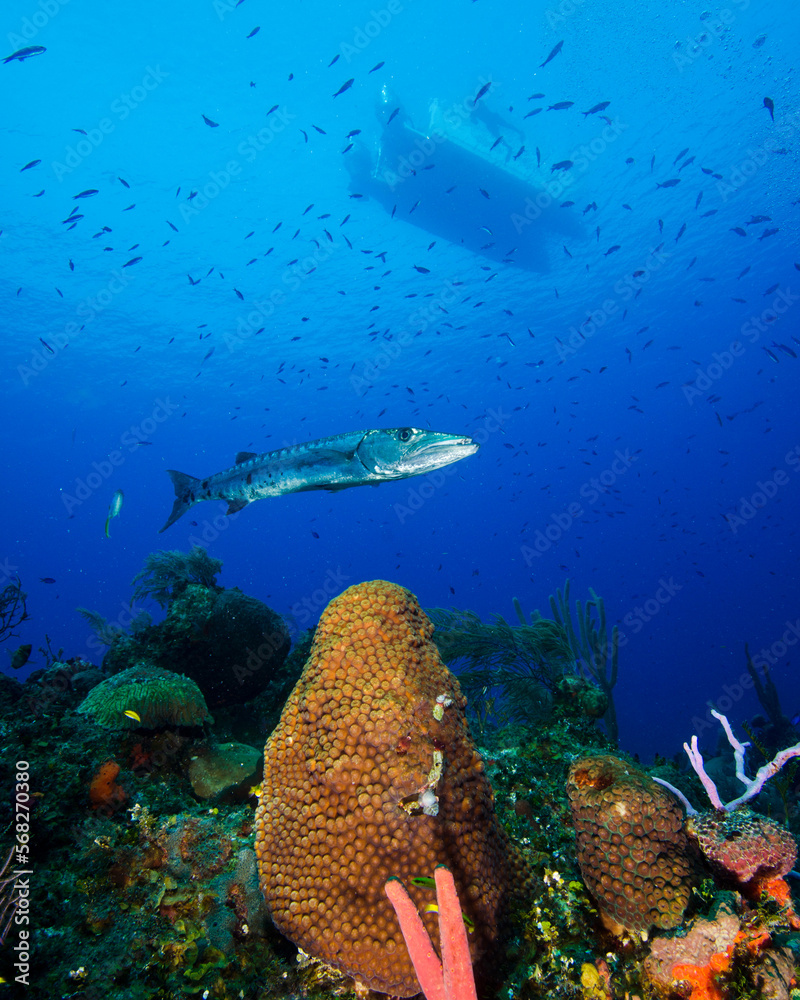 Fototapeta premium A Barracuda Hovers Beneath a Boat and Over the Coral Reef in the Turks and Caicos