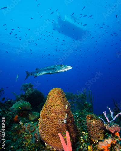 A Barracuda Hovers Beneath a Boat and Over the Coral Reef in the Turks and Caicos