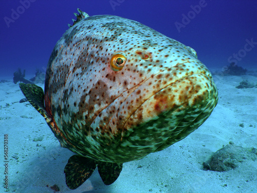 An Inquisitive Atlantic Goliath Grouper Gets Close in the Florida Keys photo