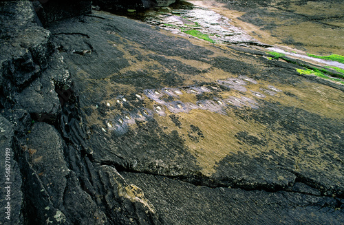 400 million year old fossil footprints of very early amphibian in Devonian slate on shore of Valentia Island at Knights Town, County Kerry, Ireland