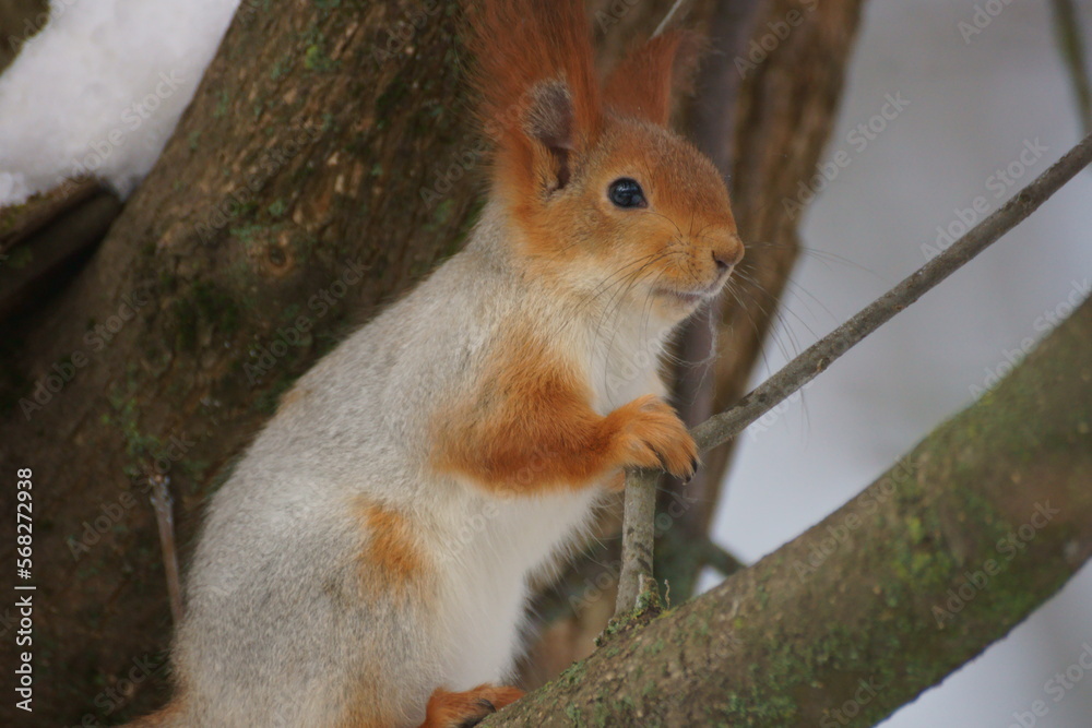 Fototapeta premium squirrel on a tree