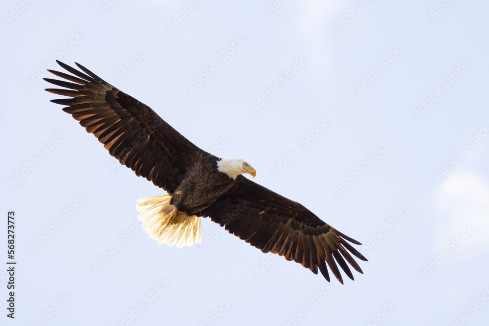 Naklejka premium A bald eagle (Haliaeetus leucocephalus) in flight against a blue sky over Lido Key, Florida