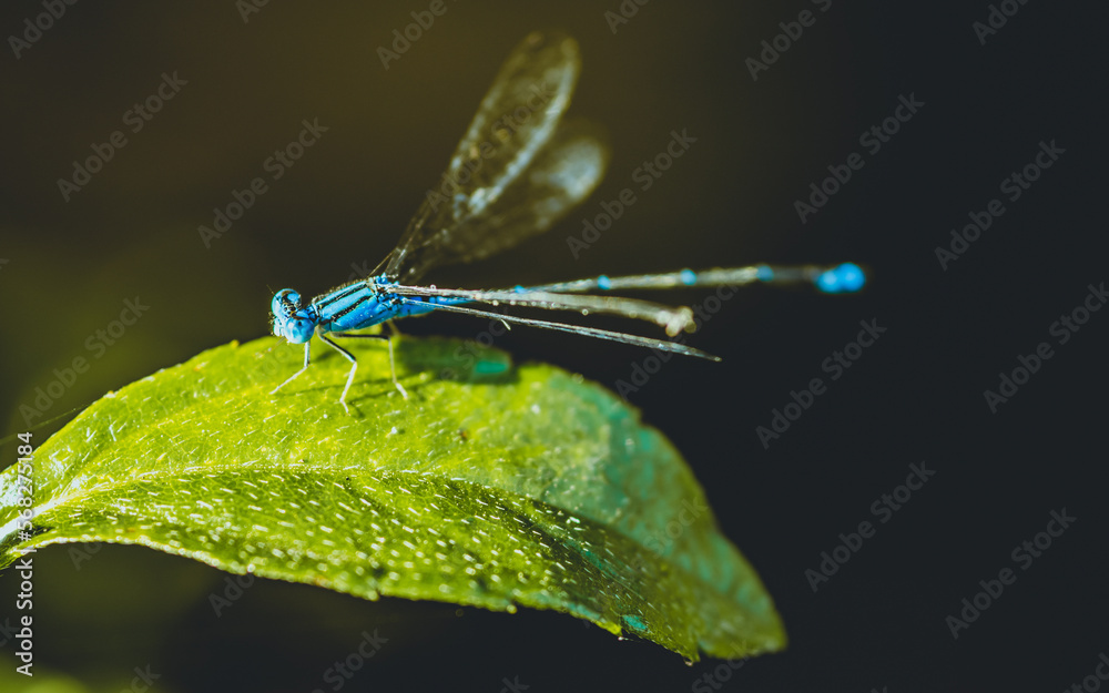 A beautiful little Blue Damselfly perched on green leaf in pond and nature background, Selective focus, insect macro, Colorful insect in Thailand. A beautiful little Blue Damselfly perched on green leaf in pond and nature background, Selective focus, insect macro, Colorful insect in Thailand.