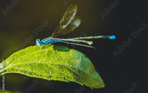 A beautiful little Blue Damselfly perched on green leaf in pond and nature background, Selective focus, insect macro, Colorful insect in Thailand.