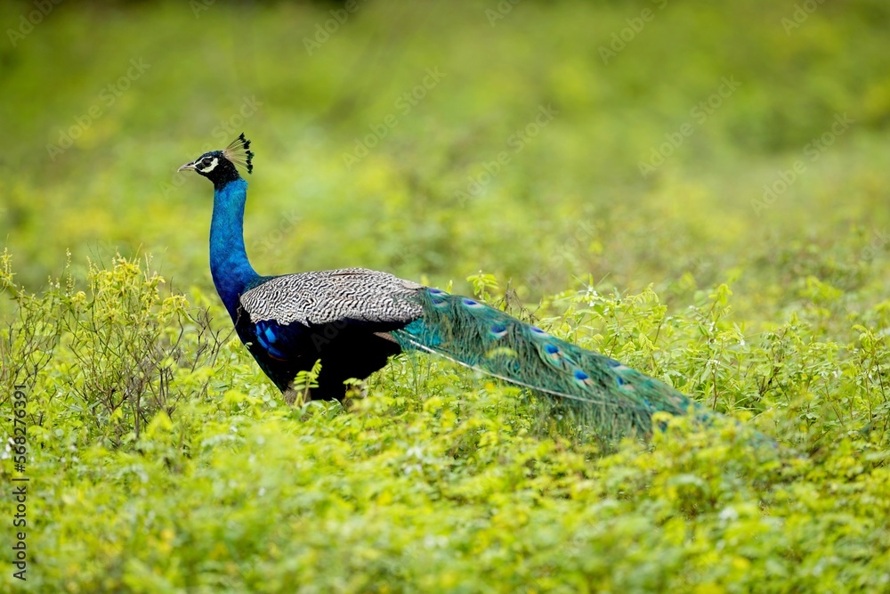 Obraz premium Wild male Peacock in Yala West National Park, Sri Lanka, close up, super light
