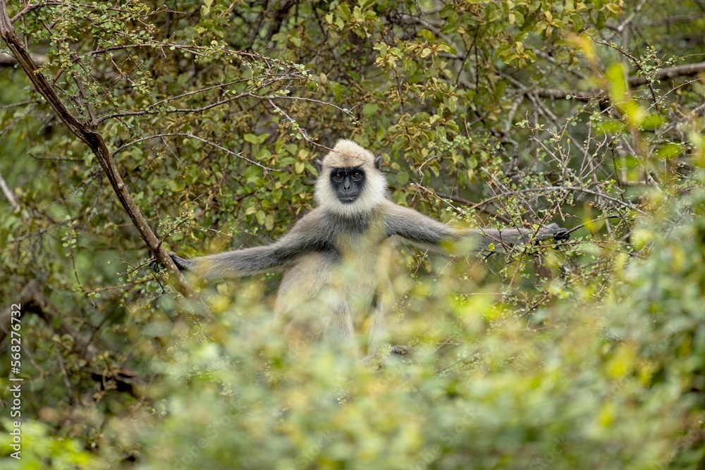 Obraz premium The tufted gray langur (Semnopithecus priam), also known as Madras gray langur, and Coromandel sacred langur 
