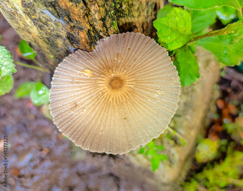 Parasola Auricoma adalah spesies jamur agaric dalam keluarga Psathyrellaceae. photo