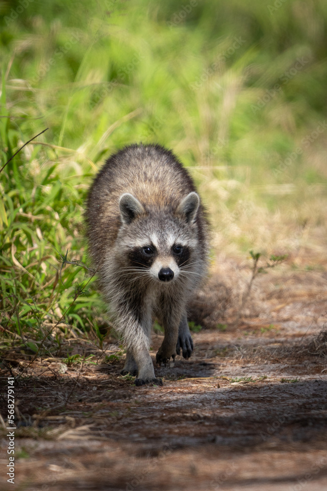 Raccoon on a stroll