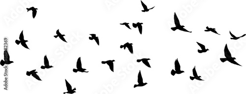 Flying birds silhouettes pattern wallpaper. PNG transparent. isolated bird flying. tattoo design. template for card, package, and wallpaper.  © SeemaLotion