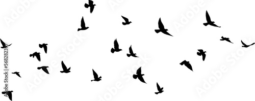 Flying birds silhouettes pattern wallpaper. PNG transparent. isolated bird flying. tattoo design. template for card, package, and wallpaper. 