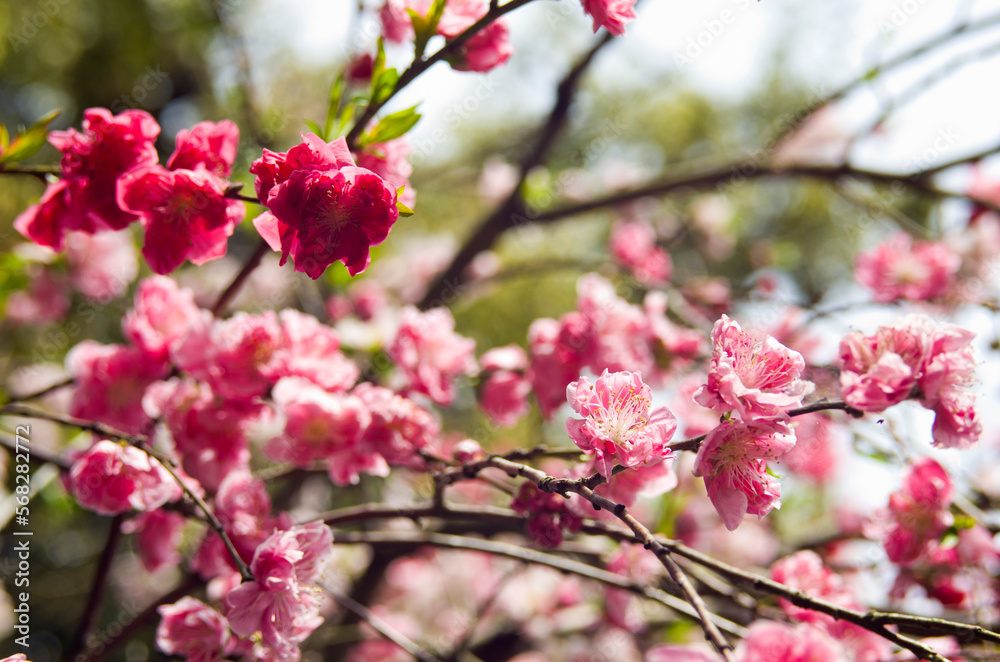 Close up of Flowers in full bloom in springtime.