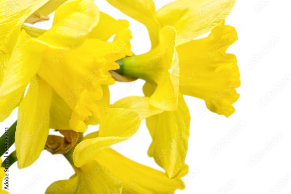 Fototapeta premium The spring cute yellow daffodils