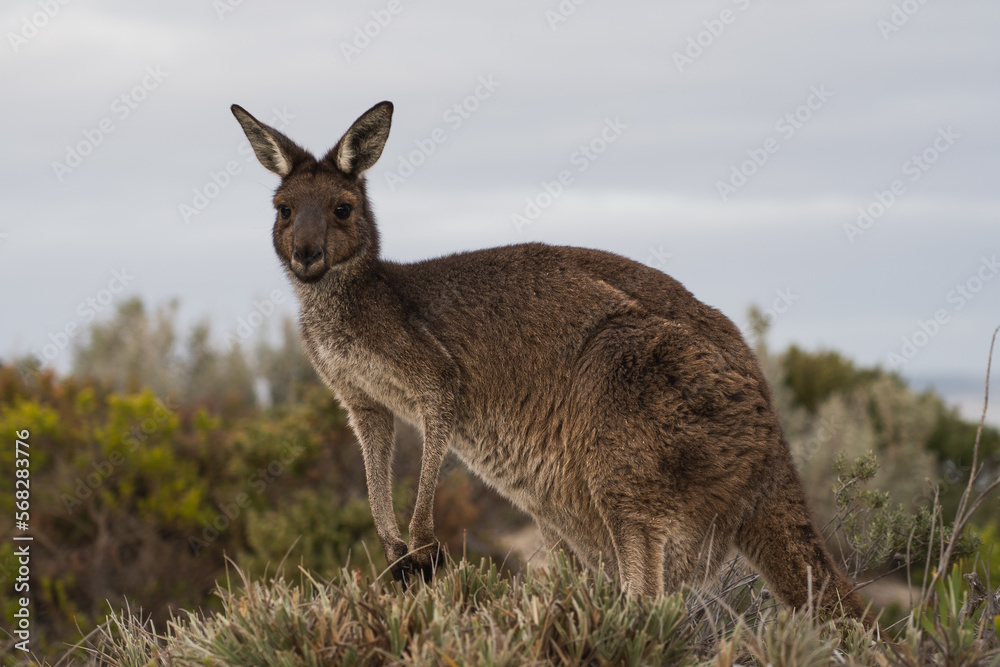 Young Kangaroo on the coast of Australia. Close up of the body. Photographed in the wild Young Kangaroo on the coast of Australia. Close up of the body. Photographed in the wild