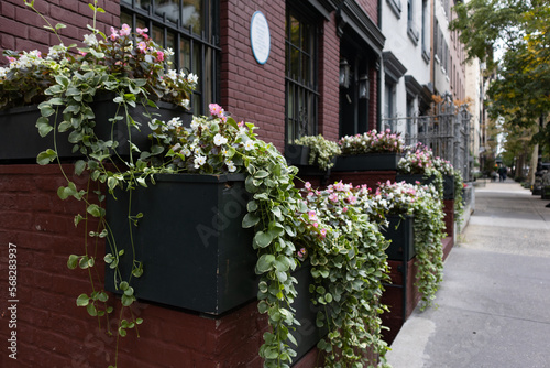 Beautiful Flowers and Plants along a Residential Sidewalk in the Gramercy Park Neighborhood of New York City photo